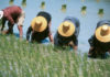 THAÏLANDE – ENVIRONNEMENT: Ce qui se passe dans le royaume avec le glyphosate rice filed farmers