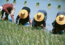 rice filed farmers