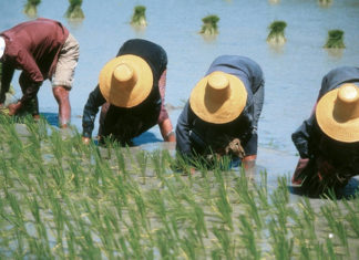 rice filed farmers