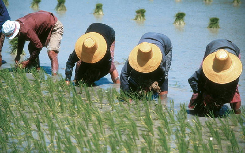 rice filed farmers