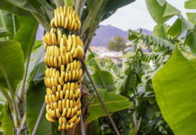 THAÏLANDE – CHRONIQUE : « Sukhothai : banane passion » Bananes Thaïlande