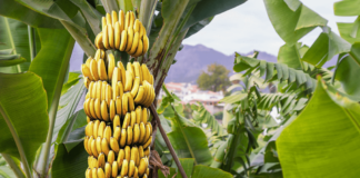 Bananes Thaïlande
