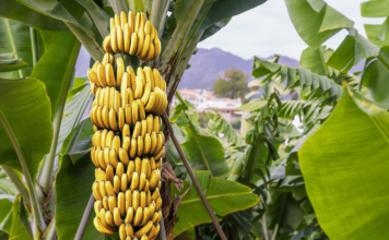 Bananes Thaïlande