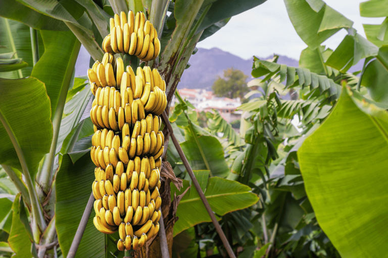 THAÏLANDE – CHRONIQUE : « Sukhothai : banane passion »