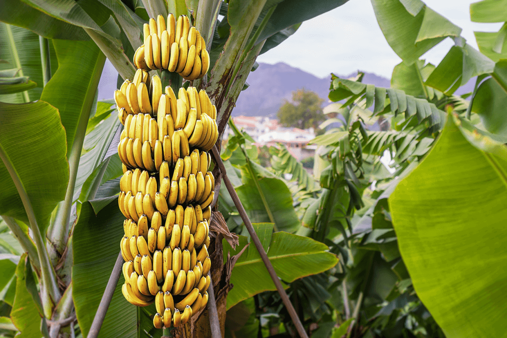 Bananes Thaïlande