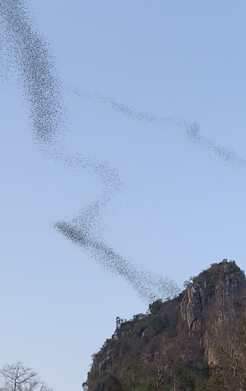 chauves-souris Thaïlande