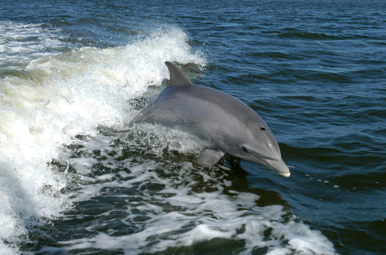 INDONÉSIE – TOURISME: Non, les dauphins ne sont pas des attractions comme les autres !