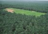 plantation huile de palme