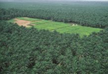plantation huile de palme