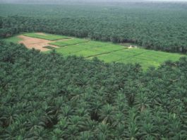 plantation huile de palme