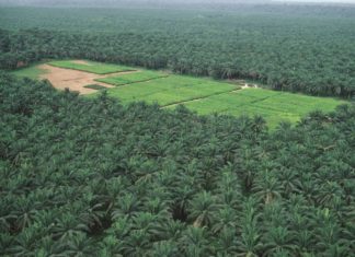 plantation huile de palme
