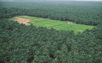 INDONÉSIE – ÉCONOMIE : Charbon, huile de palme, ferronickel : Jakarta veut centraliser ses exportations plantation huile de palme
