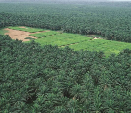 plantation huile de palme