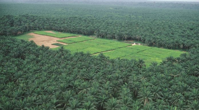 INDONÉSIE – ÉCONOMIE : Charbon, huile de palme, ferronickel : Jakarta veut centraliser ses exportations plantation huile de palme
