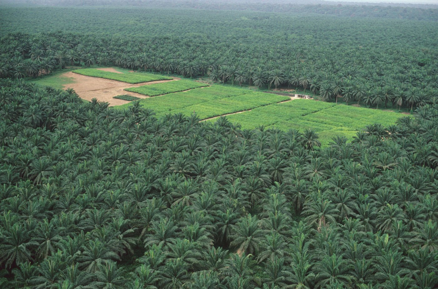 plantation huile de palme