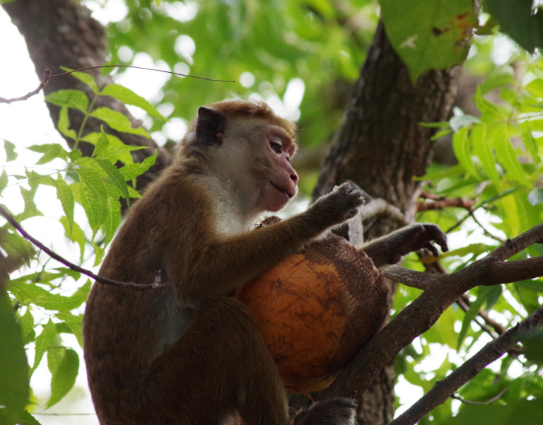THAÏLANDE – ACTIVISME: Des singes, des noix de coco, et une mobilisation internationale sans précédent
