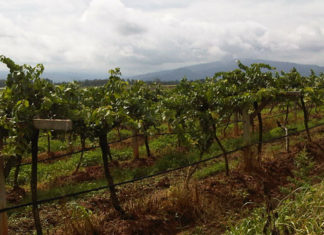 THAILANDE – ECONOMIE: Vous êtes confinés et déprimés ? Buvez du vin thaïlandais !