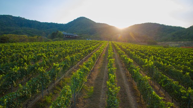 THAILANDE – VIN: Du solaire dans les vignes thaïlandaises