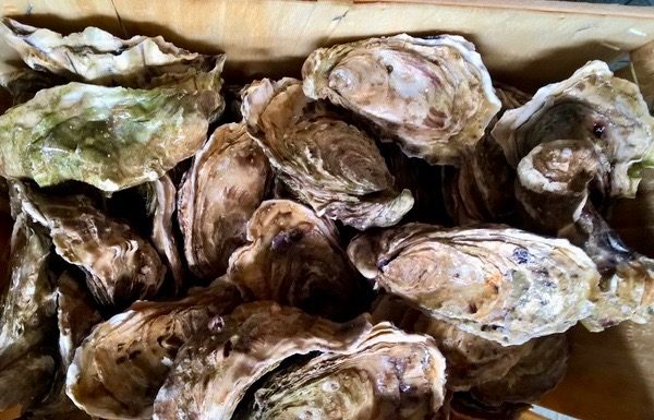 THAILANDE – GASTRONOMIE: Les huitres françaises de retour en Thaïlande