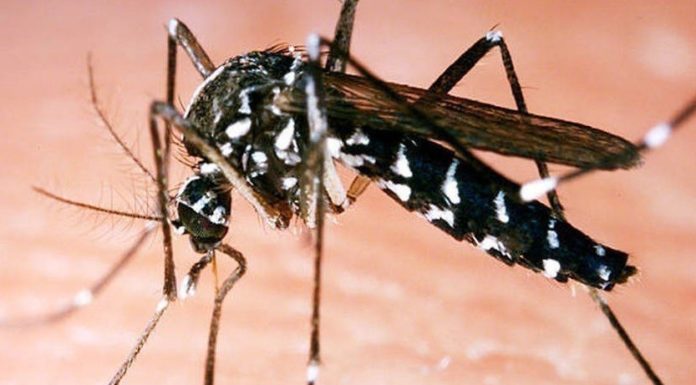VIETNAM – SANTÉ PUBLIQUE : Mobilisation générale contre le retour de la dengue moustique