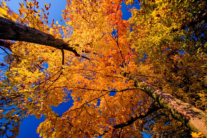 CHRONIQUES DE SUKHOTHAI: Couleurs d’automne