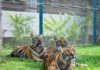 TRAFIC: Le tigre, cet animal dépeçé par les mafias tigres en Asie