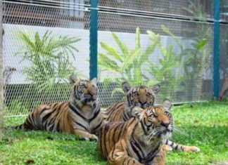 TRAFIC: Le tigre, cet animal dépeçé par les mafias tigres en Asie