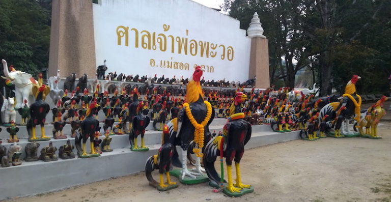 THAÏLANDE – CHRONIQUE : «  Mae Sot : Le chant du coq »