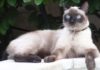 VIDÉO: Un jeune thaïlandais filme son chat à son insu