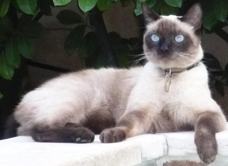 VIDÉO: Un jeune thaïlandais filme son chat à son insu