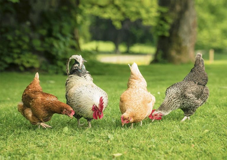 PHILIPPINES – CORONAVIRUS: L’archipel dit non aux poulets brésiliens par crainte de contamination