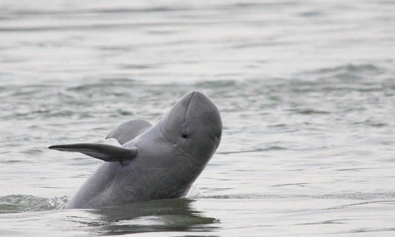 BIRMANIE – TOURISME: Les dauphins de l’Irrawaddy en danger d’extinction