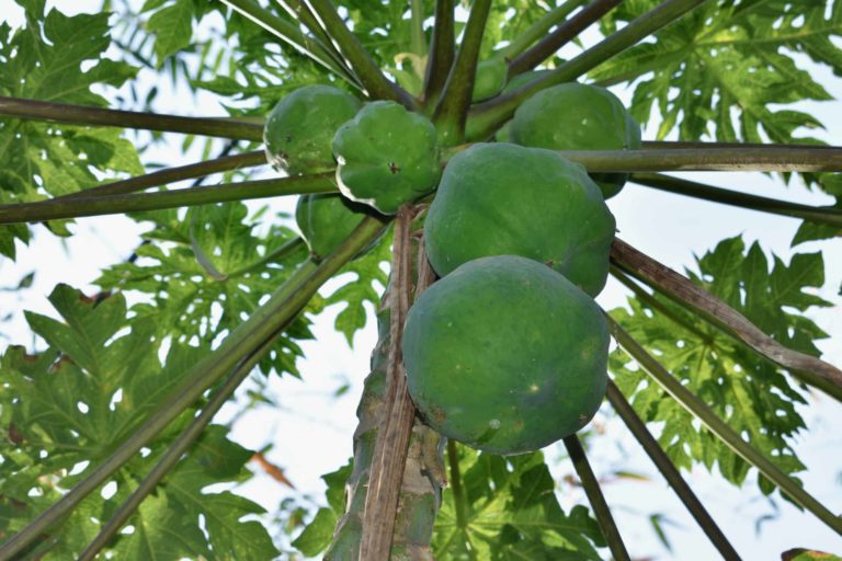 THAÏLANDE – CHRONIQUE : Natacha, saveurs exotiques