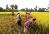 CAMBODGE – ÉCONOMIE : Les exportations agricoles progressent rizière cambodge