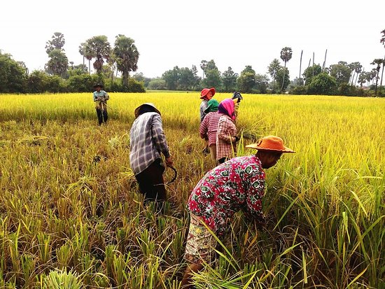 rizière cambodge