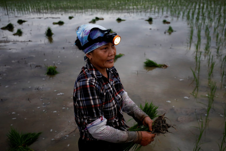 VIETNAM – CLIMAT: Dans les rizières vietnamiennes, la nuit permet d’échapper à la canicule