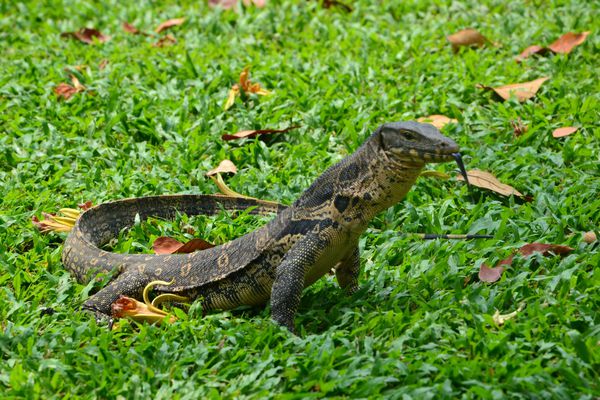 THAÏLANDE – SOCIÉTÉ: Vous rêvez du «pays du sourire» ? Appréciez ses lézards géants…