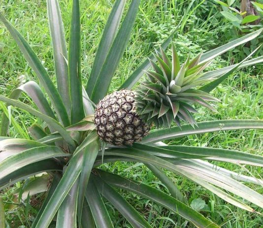 THAÏLANDE – ÉCONOMIE: Andy Hall, défenseur des travailleurs migrants, ne sera pas poursuivi