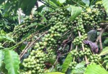 VIETNAM – AGRICULTURE: Le café, cet «or vert» vietnamien qui s’exporte moins