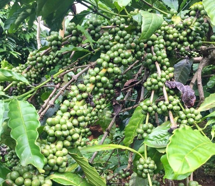 VIETNAM – AGRICULTURE: Le café, cet «or vert» vietnamien qui s’exporte moins