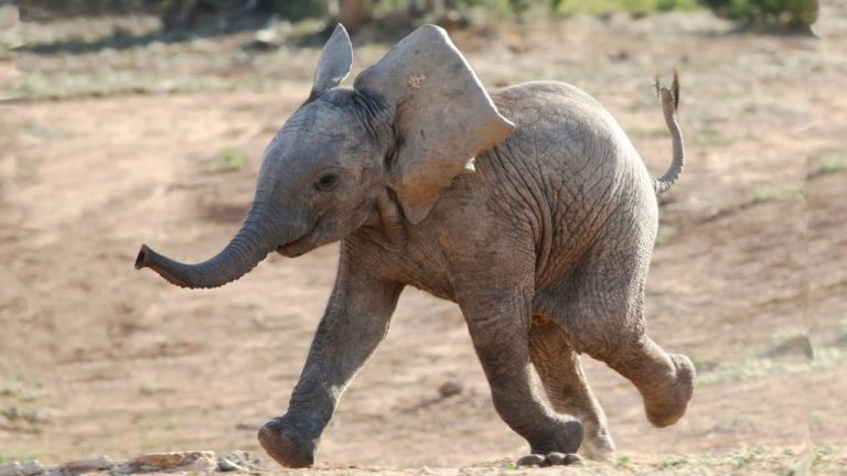 THAÏLANDE – SOCIÉTÉ: Un bébé éléphant accidenté puis ranimé par un massage cardiaque