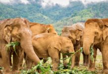 éléphants Thaïlande