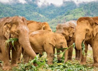 GAVROCHE – ROMAN: «La voie du farang», épisode 12: Global Training for Refugees éléphants Thaïlande