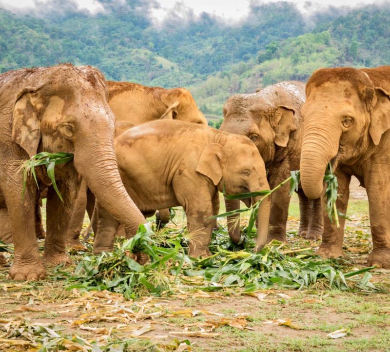 éléphants Thaïlande