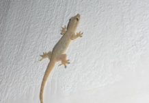 THAÏLANDE – CHRONIQUE : « Lézard : une histoire de queue… »