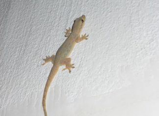 THAÏLANDE – CHRONIQUE : « Lézard : une histoire de queue… »