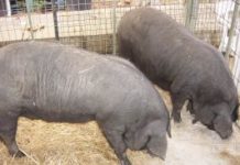 CAMBODGE: La peste porcine Africaine menace au pays d’Angkor