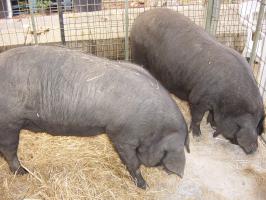 CAMBODGE: La peste porcine Africaine menace au pays d’Angkor