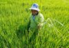 THAÏLANDE – ÉCONOMIE : La pauvreté en Thaïlande a été réduite de moitié selon le gouvernement Thaïlande fermier