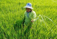 Thaïlande fermier